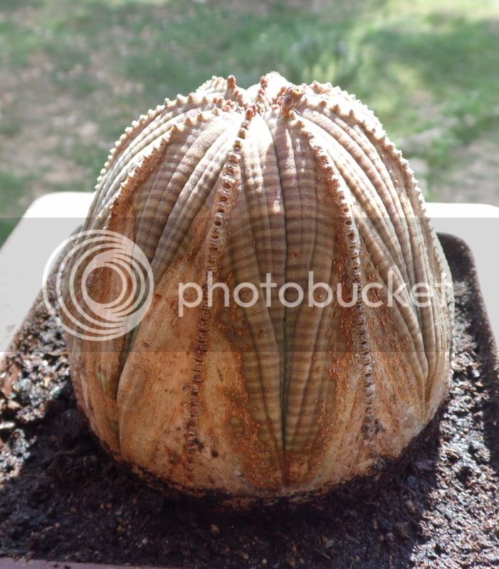 obesa9_zpsyplisyab.jpg