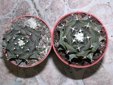 obregonias%20ok.JPG