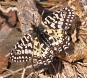 Oc160007Mariposa1.jpg