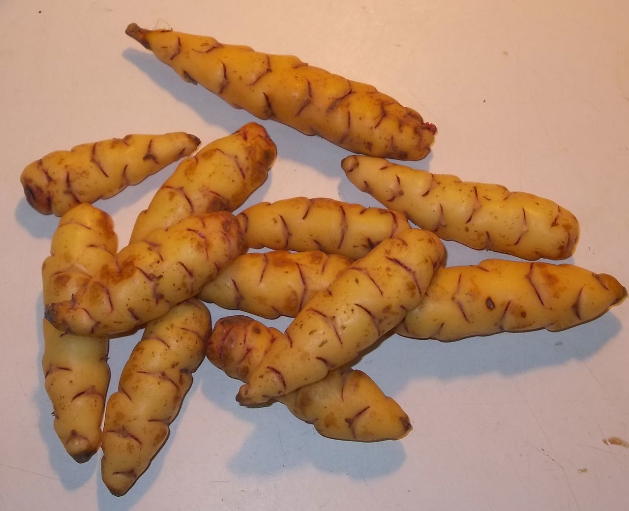 oca.jpg