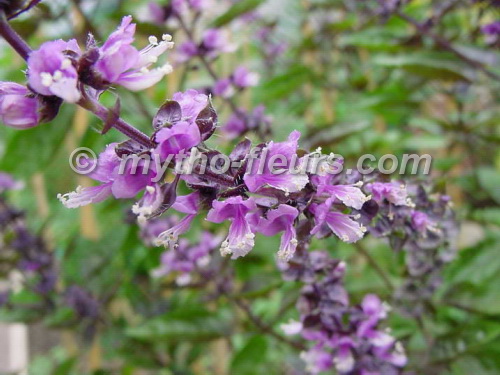 ocimum%20basilicum%202.JPG