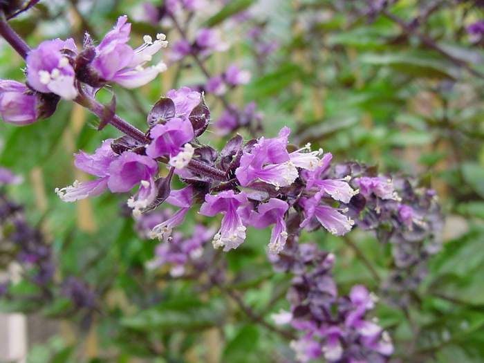 ocimum%20basilicum%202.JPG