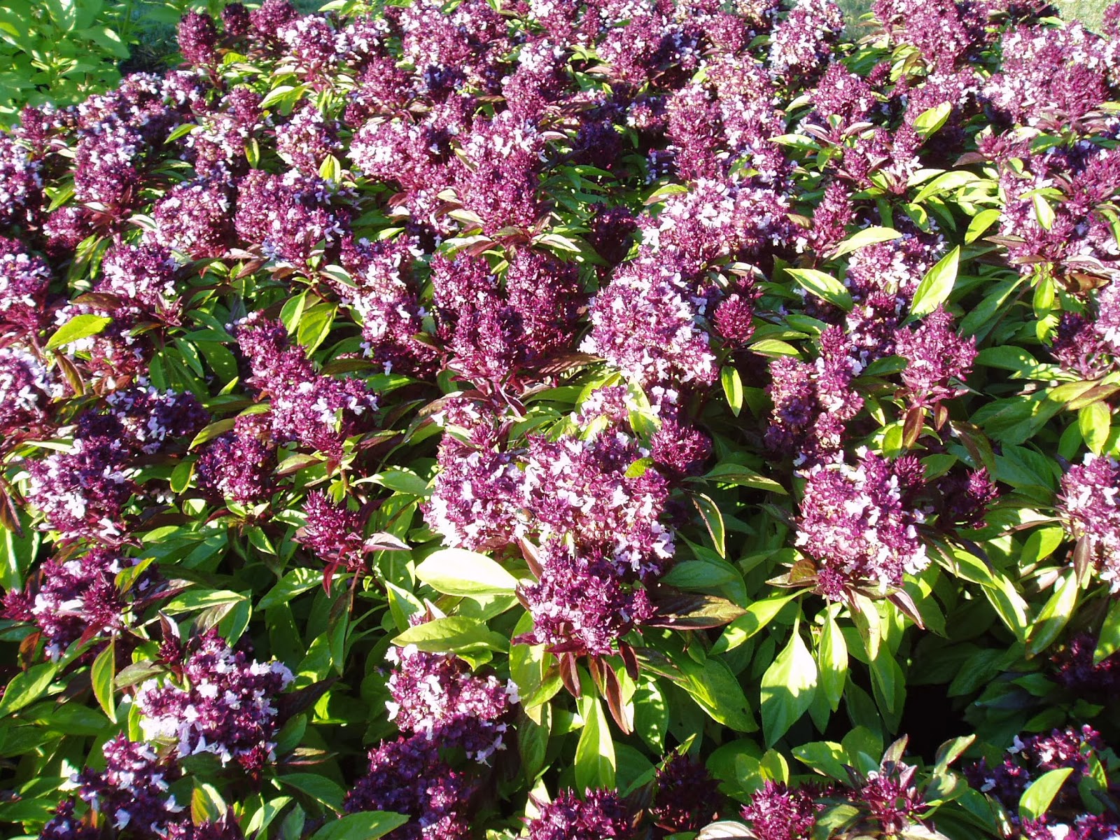 Ocimum+'Siam+Queen'2.jpg