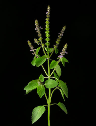 Ocimum_sanctum.jpg