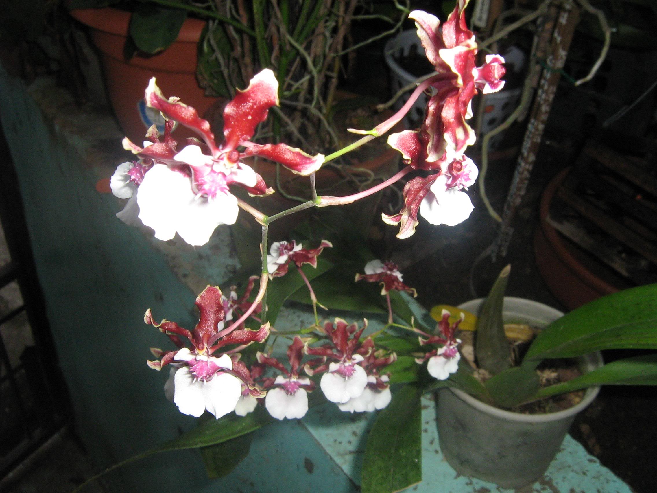 oct-07074.jpg