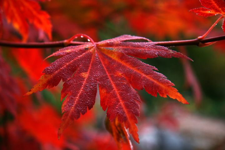 Octobre2012-10049165.jpg