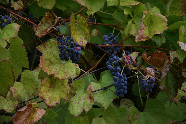 Octobre2012-10049183.jpg
