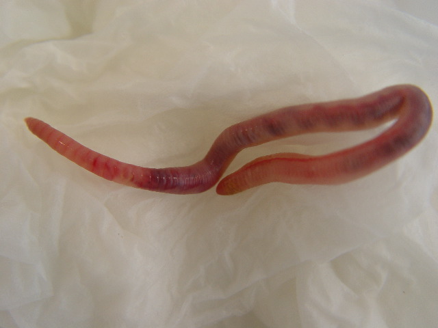 octolasioncyaneum3.jpg