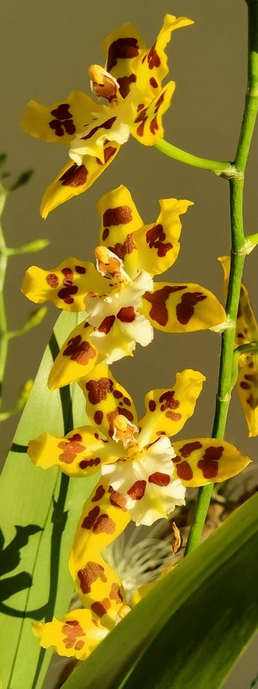 Odonto-cf-rem-bur-hol.jpg
