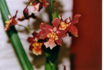 ODONTOCIDIUM%20MANSUELI%20ISLE%202.JPG