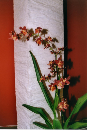 ODONTOCIDIUM%20MANSUELI%20ISLE.JPG
