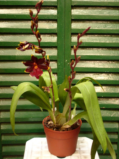 odontocidium%252520wildcat%252520golden%252520red%252520star%252520000.JPG