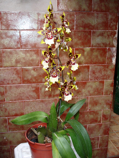 odontocidium%252520wildcat%252520yellow%252520butterfly%25252001.JPG