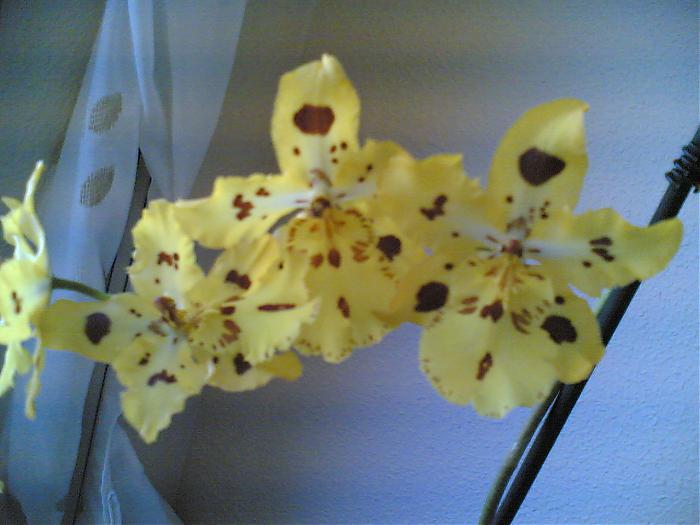 Odontocidium.jpg