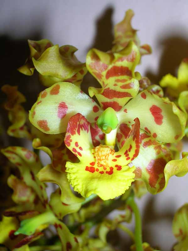 odontoglossum%20sp._1.jpg