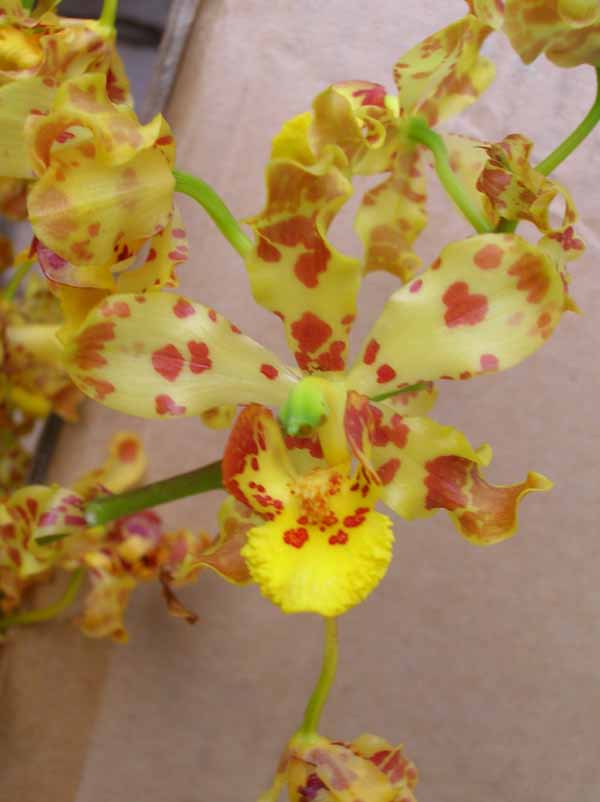odontoglossum%20sp_2.jpg