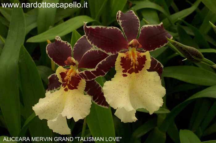 ODONTOGLOSSUM ALICEARA MERVIN GRAND TALISMAN LOVE.jpe