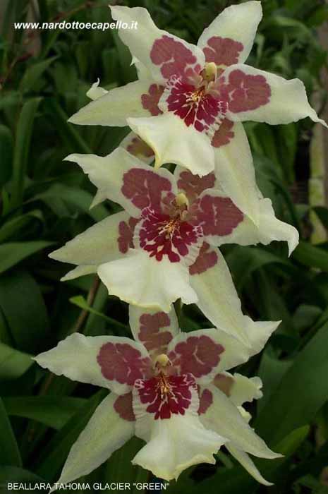 ODONTOGLOSSUM BEALLARA TAHOMA GLACIER GREEN.jpe