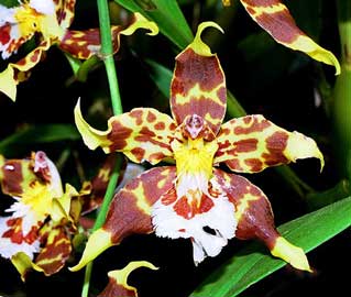 odontoglossum.jpg