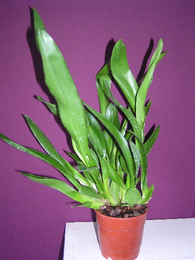 ODONTOGLOSSUM2-FRENTE.jpg