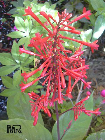 odontonema057.jpg