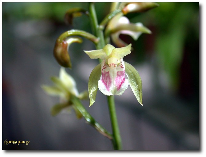 Oeceoclades.maculata-1.jpg