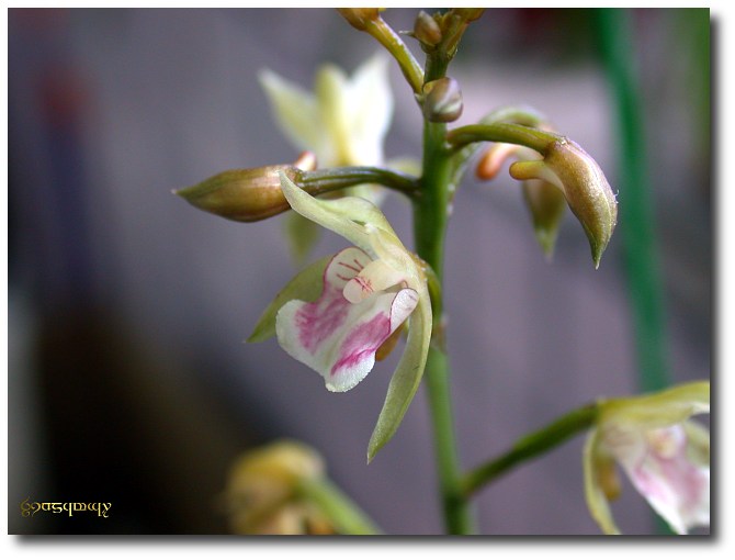 Oeceoclades.maculata-6.jpg