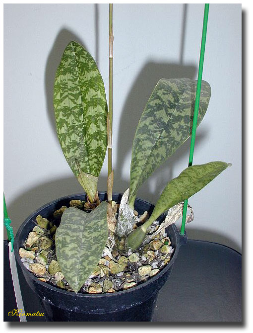 Oeceoclades.maculata.jpg