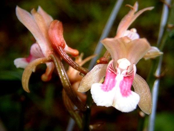 Oeceoclades_maculata.jpg
