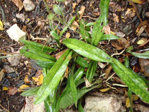 Oeceoclades_maculata1.JPG