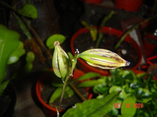 Oeceoclades_maculata_c_psulas.jpg