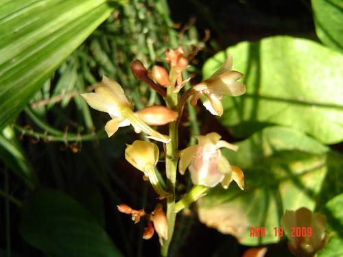 Oeceoclades_maculata_en_flor.jpg