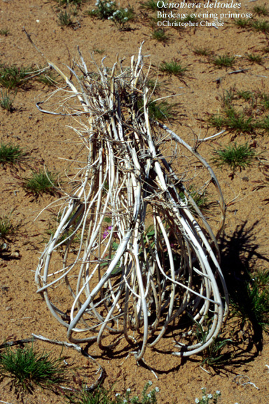 OEDE2p3.jpg