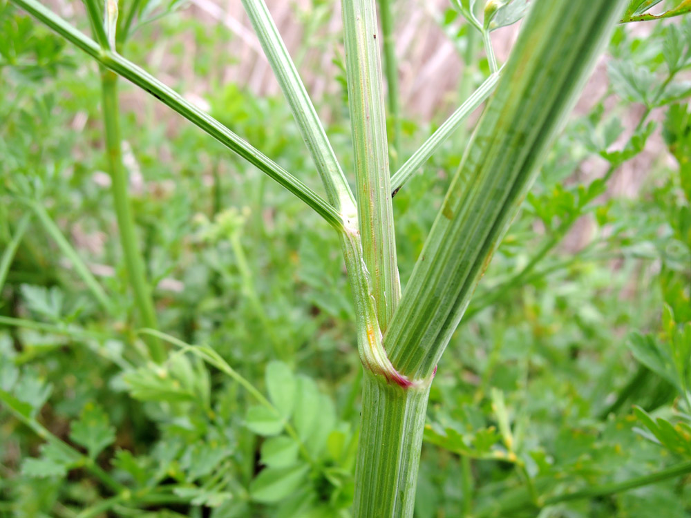 Oenanthe_crocata_06.jpg