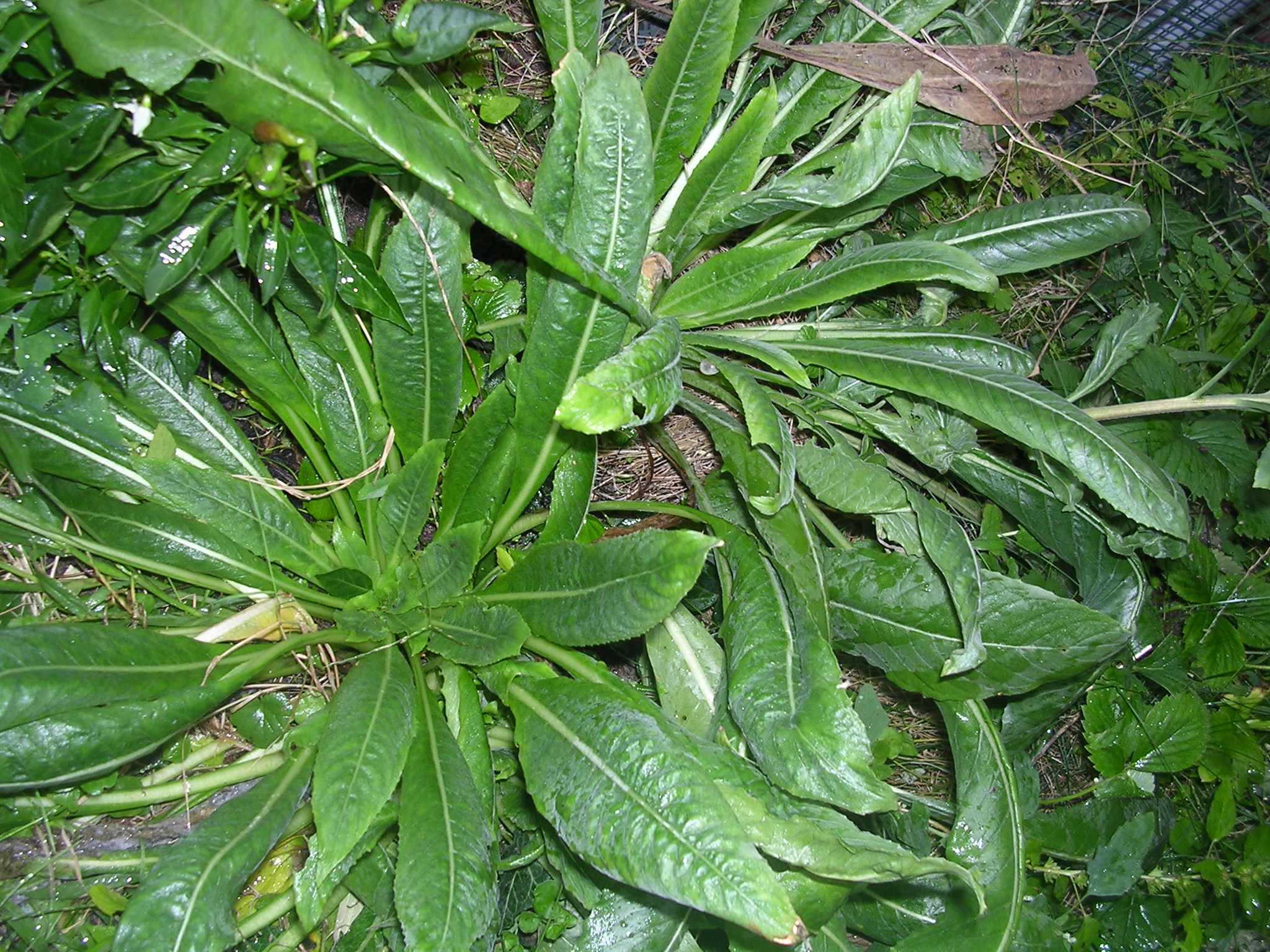 Oenothera-biennis-rosette.jpg