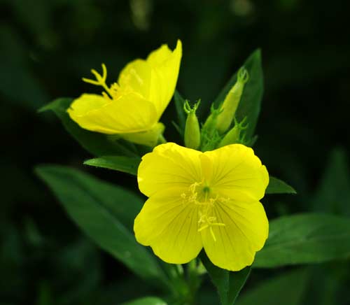 oenothera.jpg