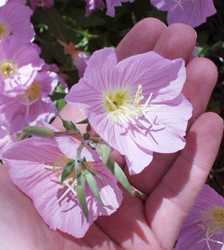 Oenothera_berlandieri_flower.jpg