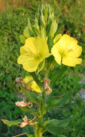 oenothera_biennis.jpg