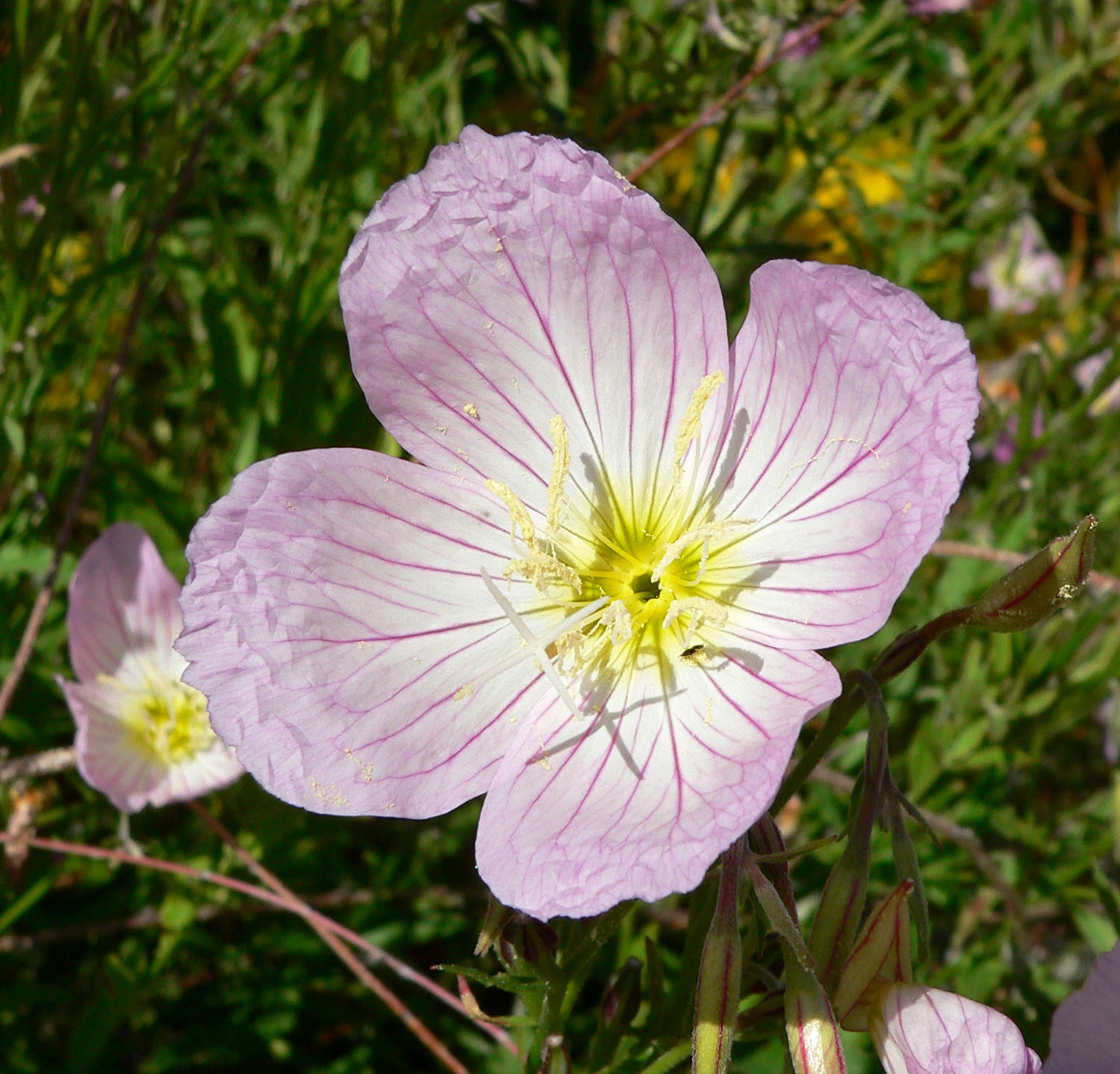 Oenothera_speciosa_5.jpg
