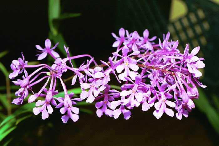 oermyriantha.jpg