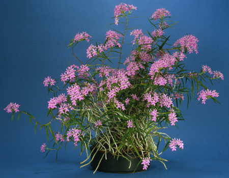 Oerstdcentradenia%20flor.jpg