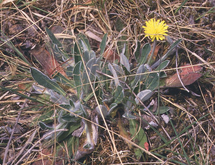 officinarum-1.jpg