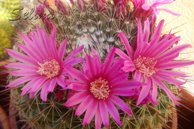 OGyammillaria5Px.jpg