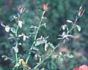 oidio-rosal-NB.jpg