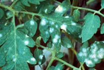 oidio-tomate.jpg