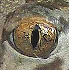 ojoranita.jpg