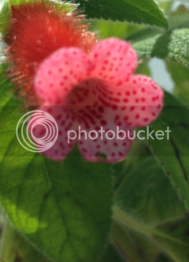 okphoto3_zps3d4d6603.jpg