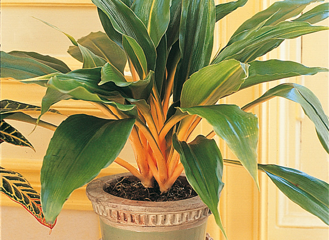 okrusticachlorophytum-l650-h474-c.jpg
