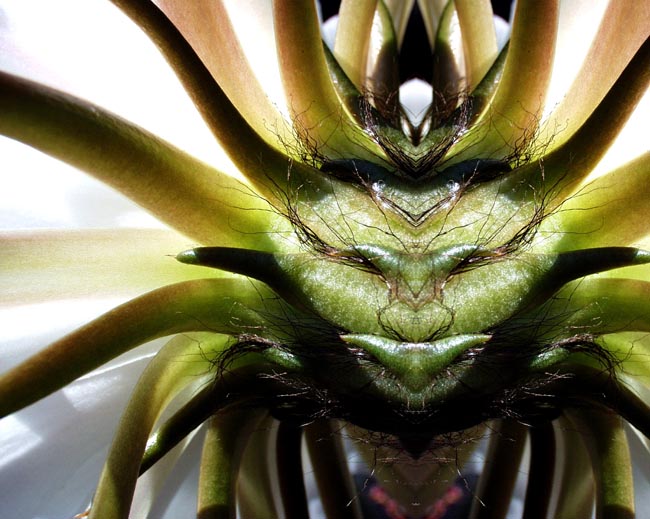 Old%20Man%20Cactus.jpg