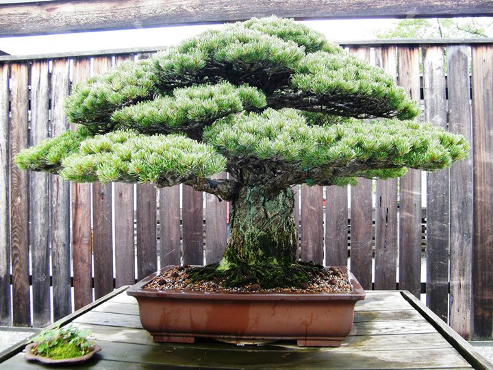 Old-Pinus-parviflora-japanese-white-pine-bonsai.jpg